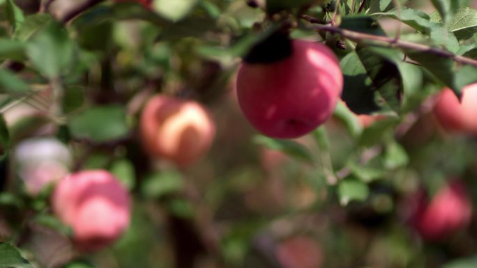 红富士 苹果 枝头 苹果园 苹果树