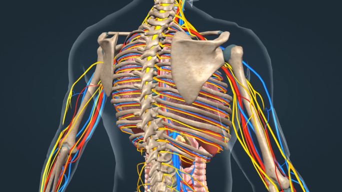 医学器官人体骨骼动画