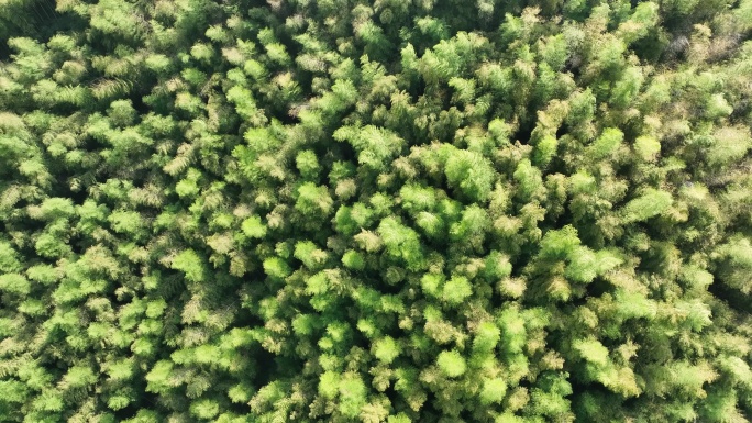 航拍江南浙江毛竹山竹林竹海风毛竹实拍素材