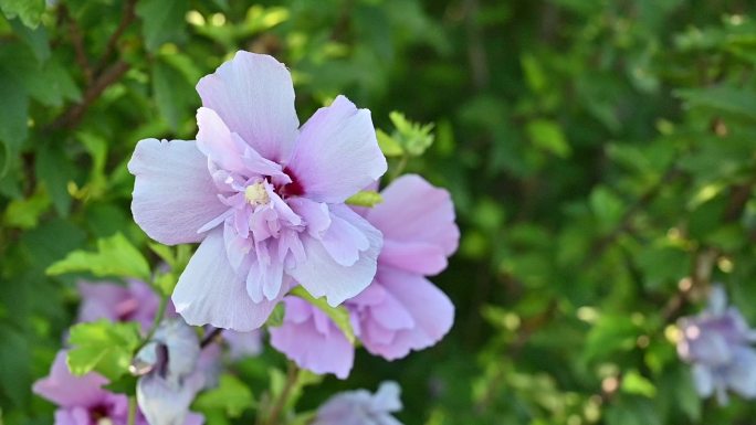 木槿花