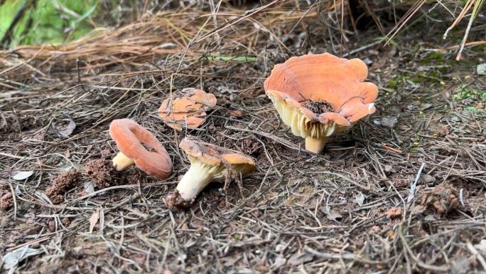 山林中野生菌采蘑菇可食用菌实拍素材A段