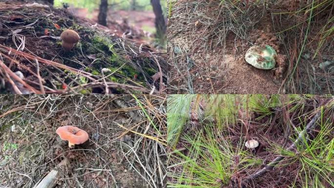 山林中野生菌采蘑菇可食用菌实拍素材A段