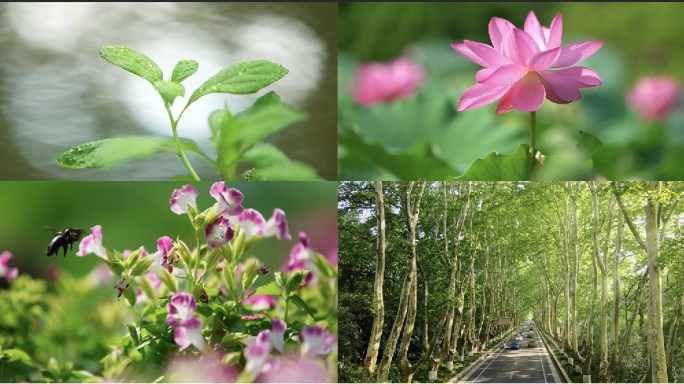 夏日素材、树叶、阳光、花、光束、唯美空镜