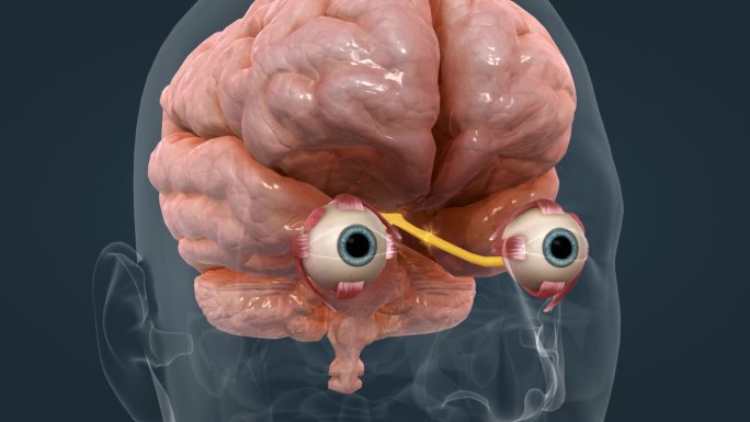 大脑 神经 视神经 人眼 眼球 三维动画