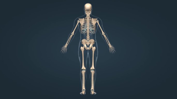医学 人体 骨架 骨骼 三维 动画