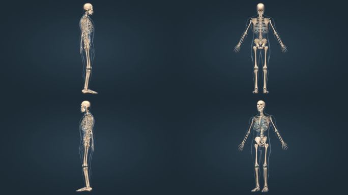 医学 人体 骨架 骨骼 三维 动画