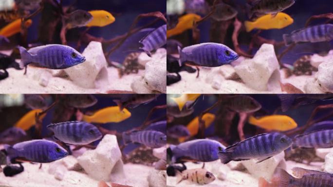 热带鱼在水族馆游泳