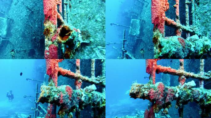被珊瑚礁和热带鱼包围的著名沉船。红海潜水景点详情