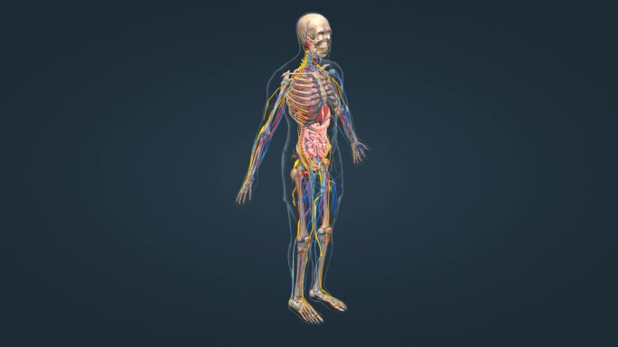医学人体器官人体骨骼