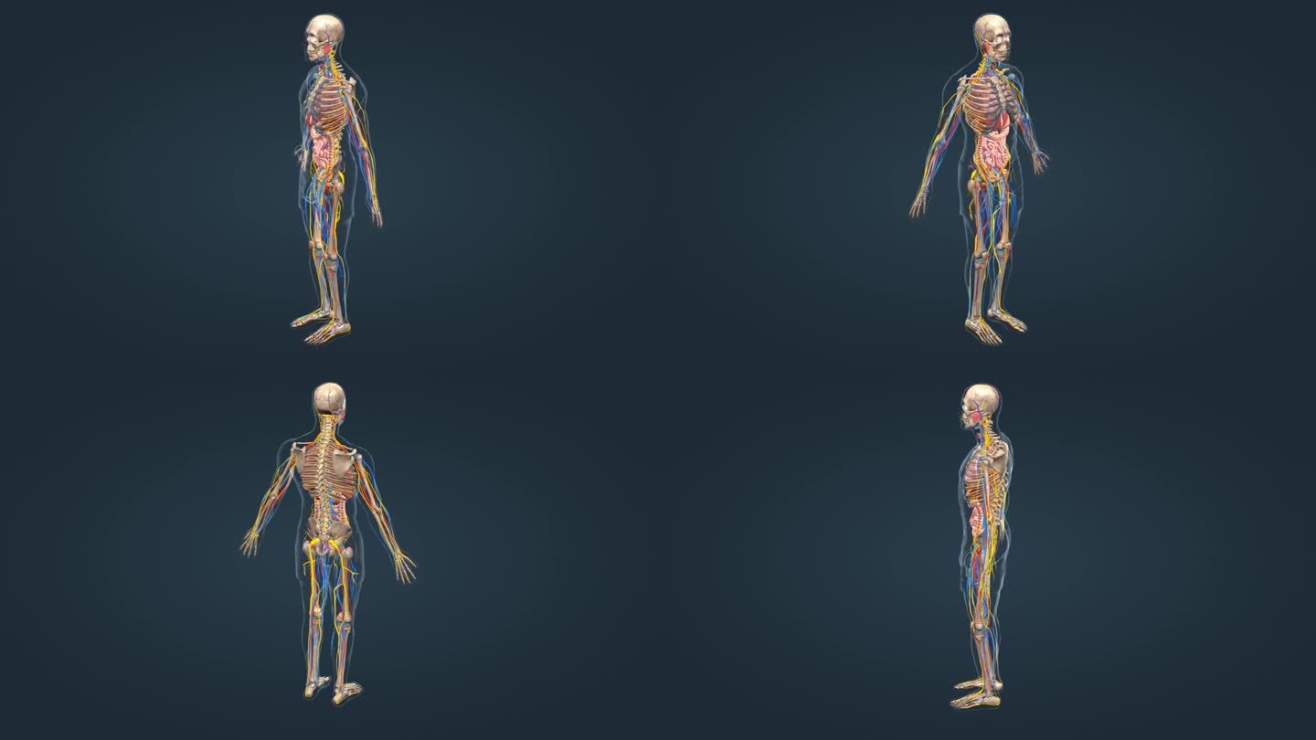 医学人体器官人体骨骼