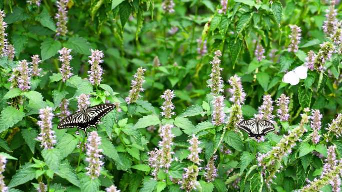 一群凤尾蝴蝶花丛中飞舞采蜜进食慢镜头