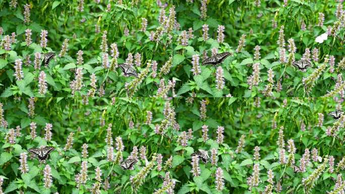 一群凤尾蝴蝶花丛中飞舞采蜜进食慢镜头