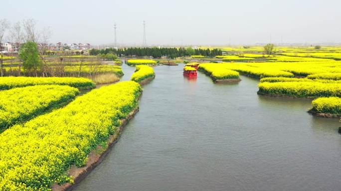 正版江苏兴化油菜花田