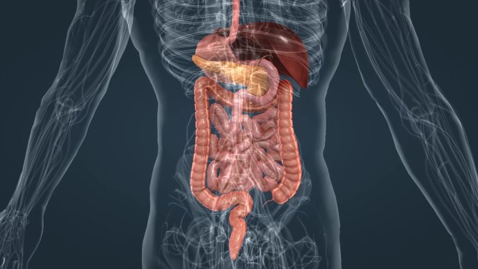 内脏肠胃肝胆大肠三维动画