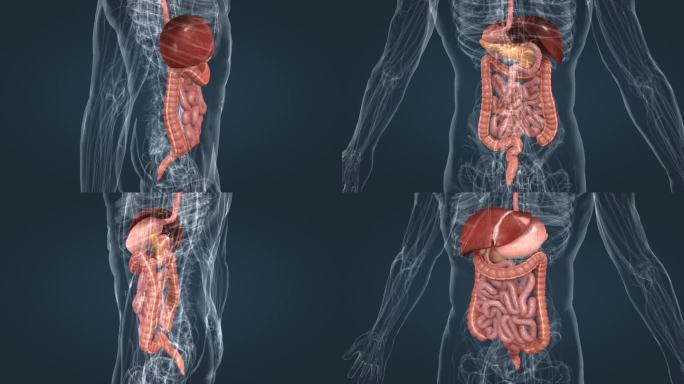 内脏肠胃肝胆大肠三维动画
