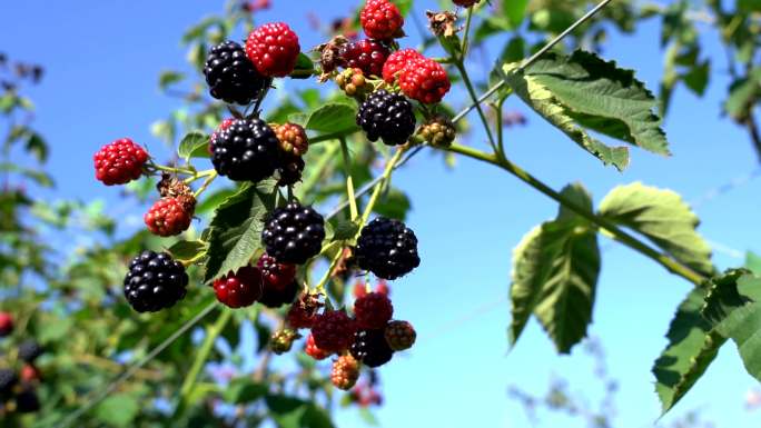 枝头的黑莓
