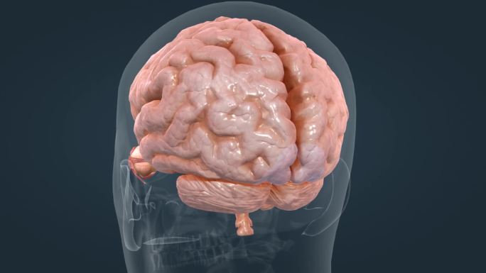 人体大脑神经系统视神经眼球人眼三维动画