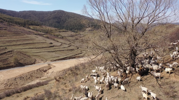 山西旅游岢岚羊群放牧4K航拍