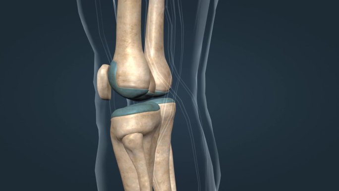 医学 人体 膝关节 髌骨 三维 动画