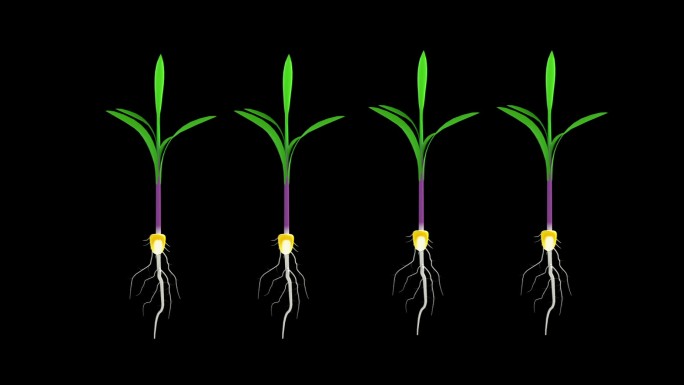 玉米发芽 玉米实验 农作物 植物生长