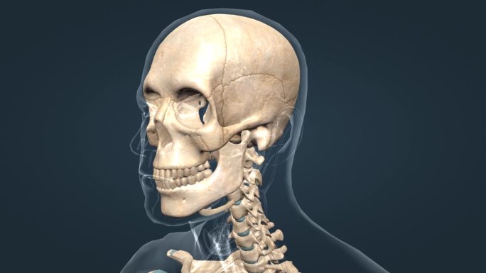 头骨 骷髅 大脑 医学 人体 三维 动画