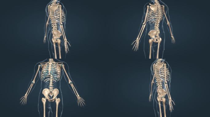 医学 人体 脊椎 脊柱 三维 动画