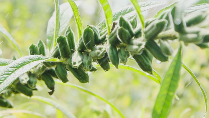 芝麻种植