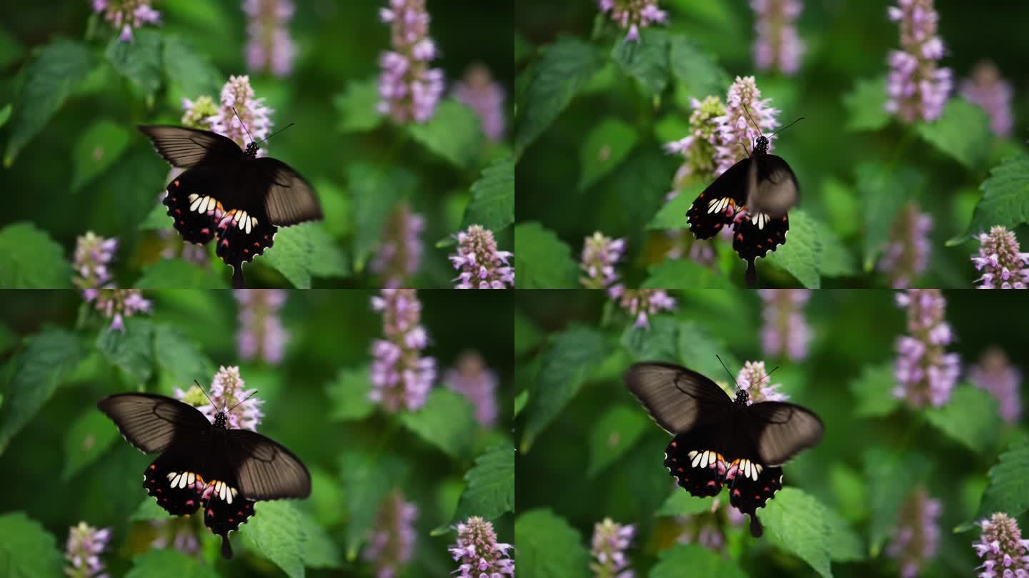 黑蝴蝶花上飞舞特写慢镜头自然昆虫微距升格