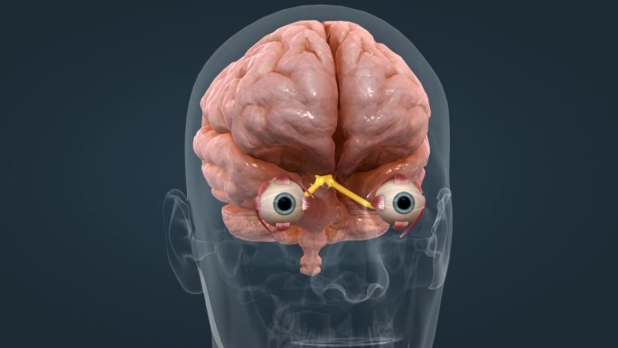 视神经 视网膜 医学人体器官三维动画