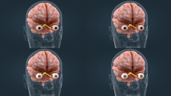 视神经 视网膜 医学人体器官三维动画