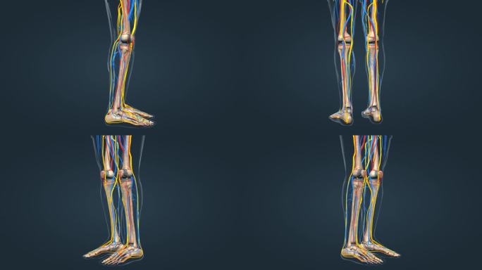 人体骨骼 下肢骨骼 神经系统 医学动画