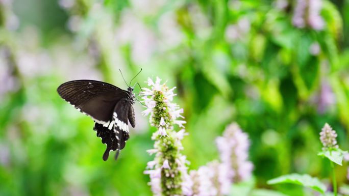 美丽黑蝴蝶飞舞采蜜花丛中慢镜头