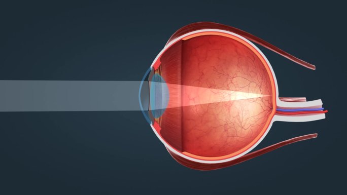 眼球 眼珠 视网膜 视神经 医学3D人体