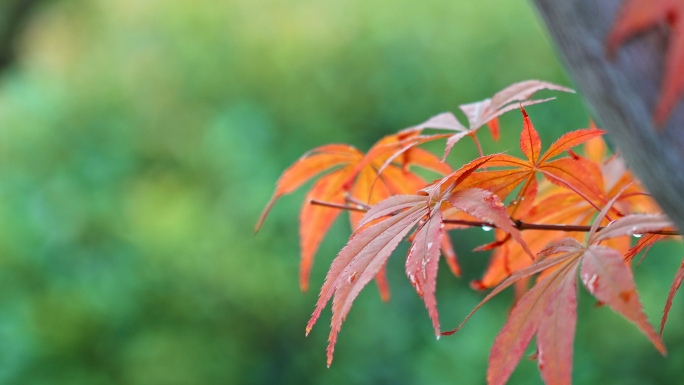 雨后野草树叶花朵空镜头