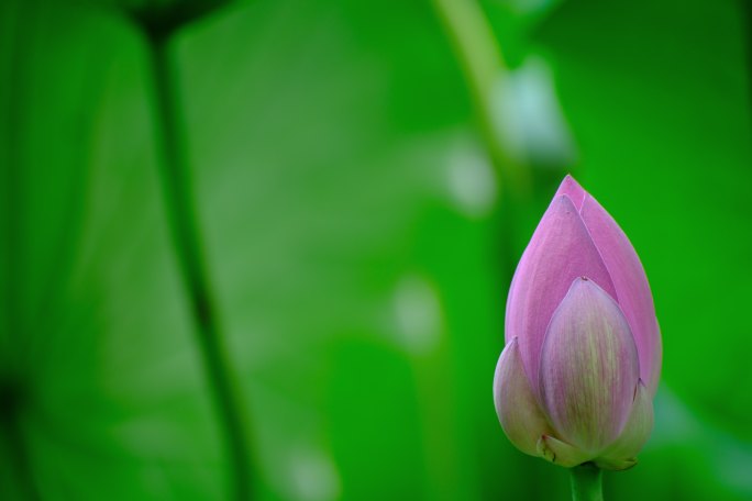 小荷才露尖尖角 荷花尖