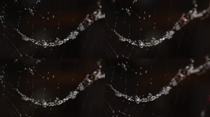 沾满水珠的蜘蛛网