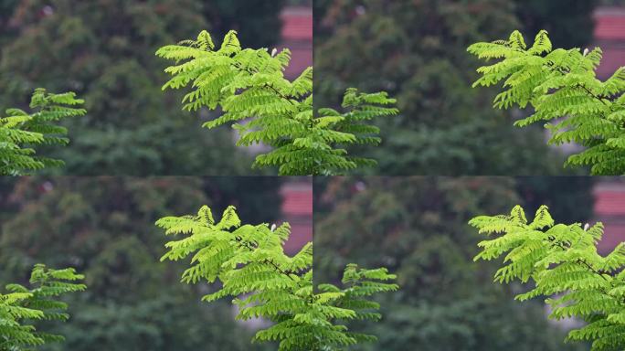 雨后槐树叶