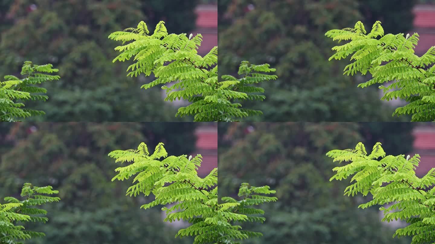 雨后槐树叶