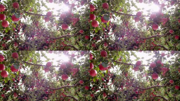 红富士 苹果 枝头 硕果累累 果园
