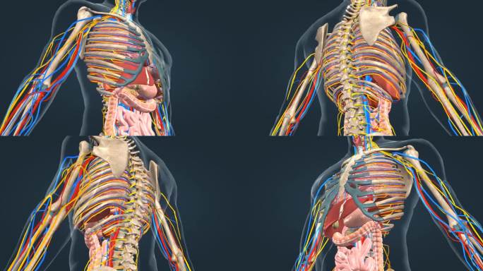 医学动画肩胛骨人体骨骼三维动画