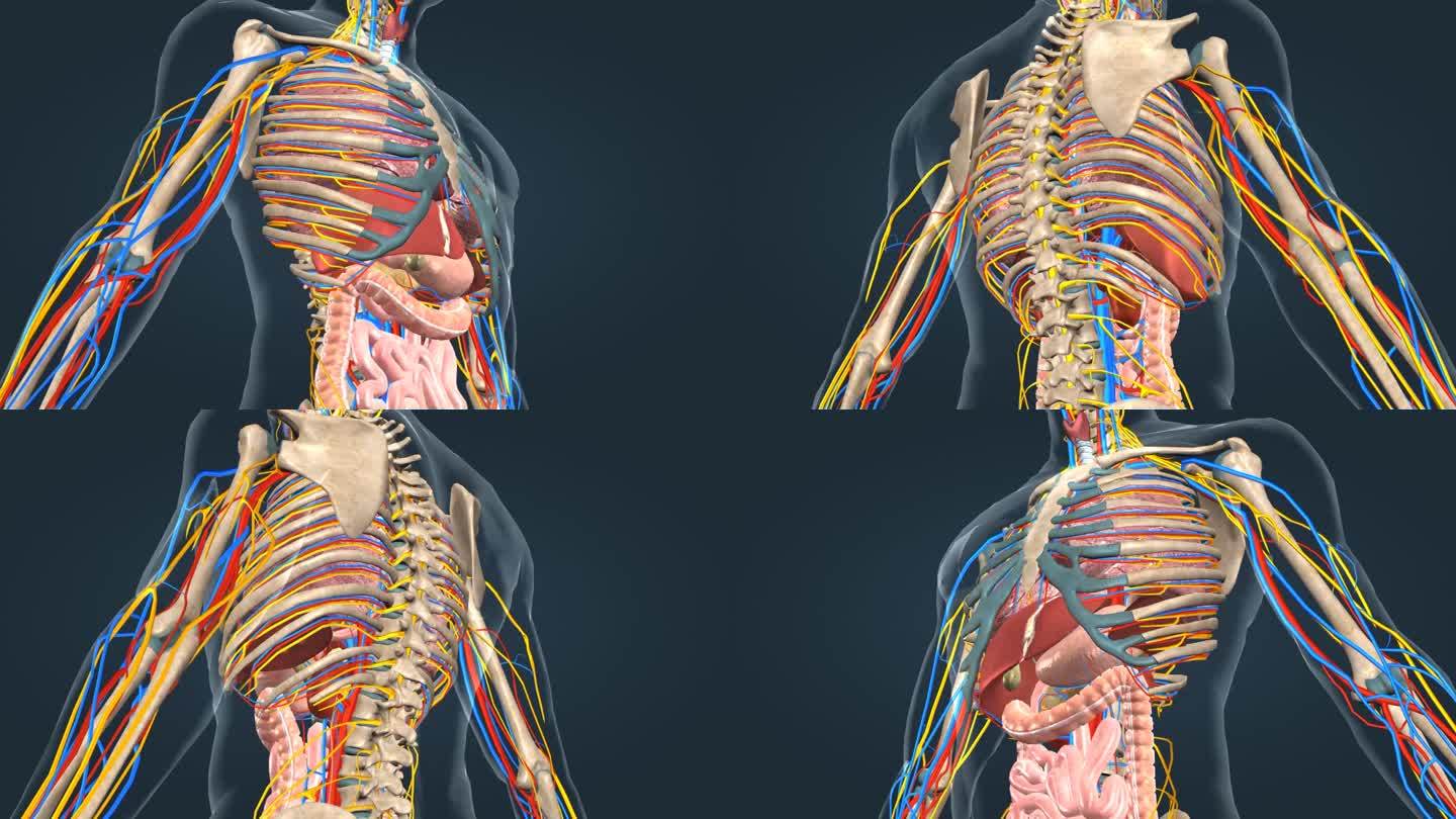 医学动画肩胛骨人体骨骼三维动画