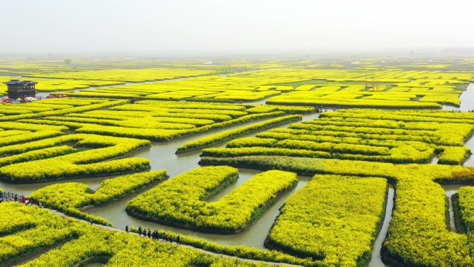 正版江苏兴化油菜花田