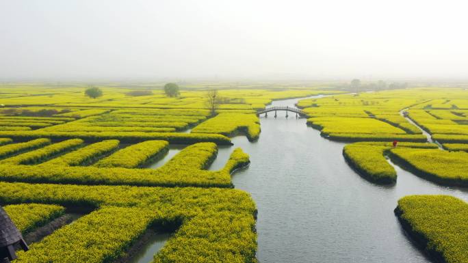 正版江苏兴化油菜花田