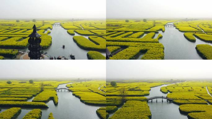 正版江苏兴化油菜花田