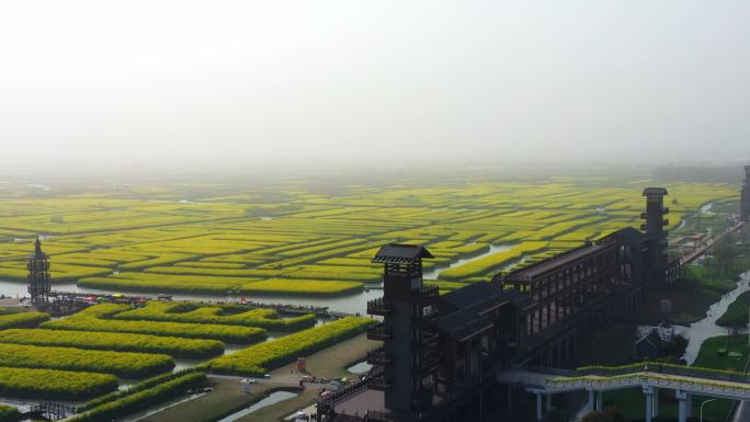 正版江苏兴化油菜花田