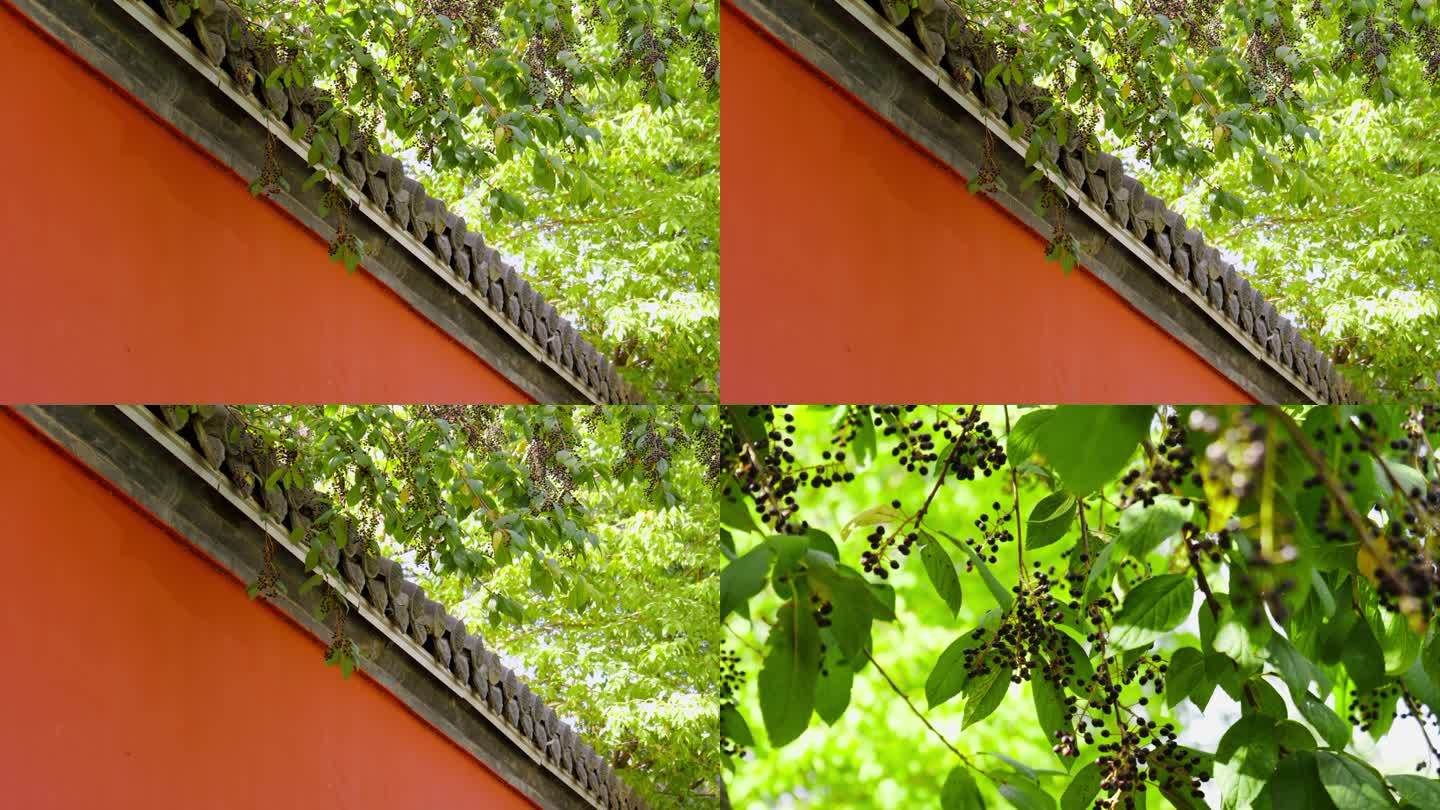 红墙绿叶