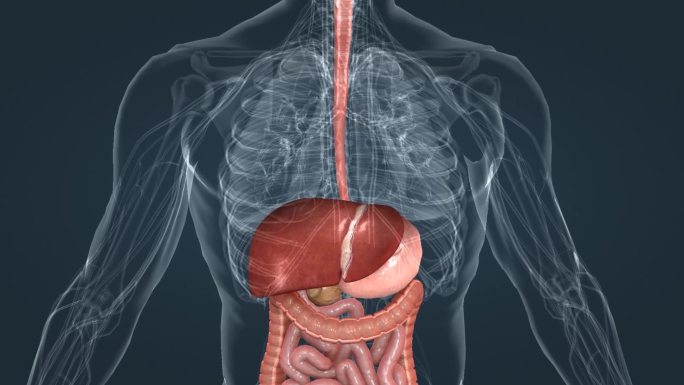 医学人体器官肝脏支气管肝脏三维动画