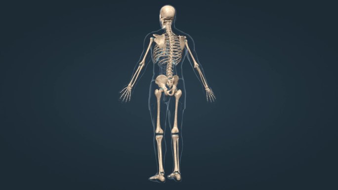 医学 全息旋转人体骨架 三维 动画
