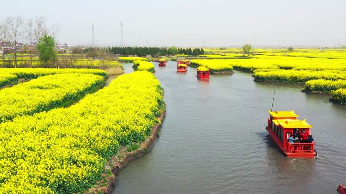 正版江苏兴化油菜花田