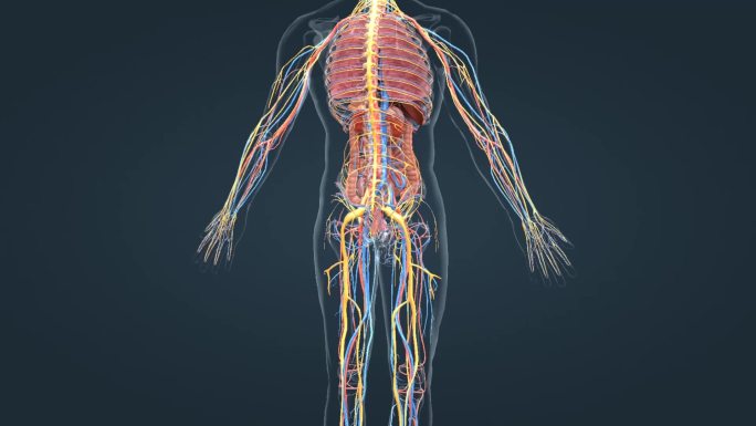 人体器官三维动画